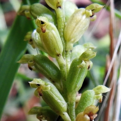 Microtis unifolia (Common Onion Orchid) at Keverstone National Park - 8 Jan 2022 by JohnBundock