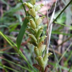 Microtis unifolia at Bigga, NSW - 8 Jan 2022