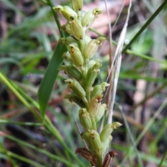 Microtis unifolia at Bigga, NSW - suppressed