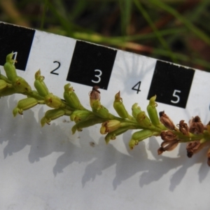 Microtis unifolia at Bigga, NSW - 8 Jan 2022