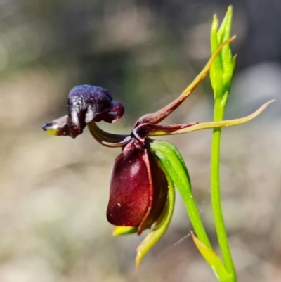 Caleana major (Large Duck Orchid) at Vincentia, NSW - 8 Jan 2022 by RobG1