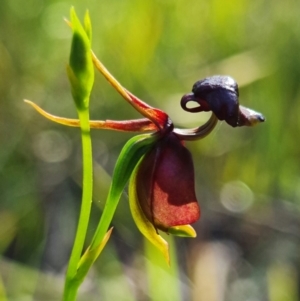 Caleana major at Vincentia, NSW - 8 Jan 2022