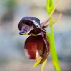 Caleana major at Vincentia, NSW - 8 Jan 2022