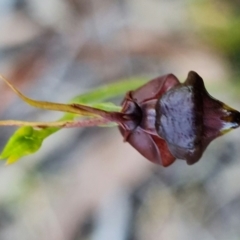 Caleana major at Vincentia, NSW - 8 Jan 2022