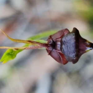 Caleana major at Vincentia, NSW - 8 Jan 2022