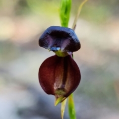 Caleana major at Vincentia, NSW - suppressed