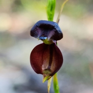 Caleana major at Vincentia, NSW - 8 Jan 2022