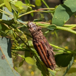 Clania lewinii & similar Casemoths at Stromlo, ACT - 8 Jan 2022