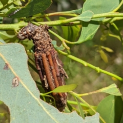 Clania lewinii & similar Casemoths at Stromlo, ACT - 8 Jan 2022