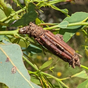 Clania lewinii & similar Casemoths at Stromlo, ACT - 8 Jan 2022