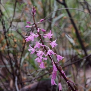 Dipodium roseum at Crace, ACT - suppressed