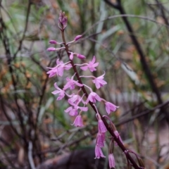 Dipodium roseum (Rosy hyacinth orchid) at Crace, ACT - 8 Jan 2022 by DPRees125