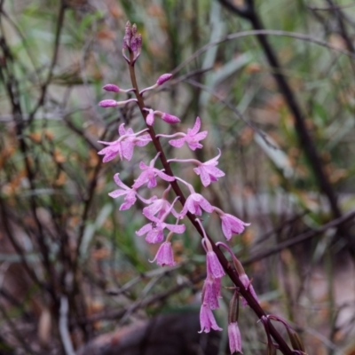Dipodium roseum (Rosy Hyacinth Orchid) at Gungaderra Grasslands - 8 Jan 2022 by DPRees125