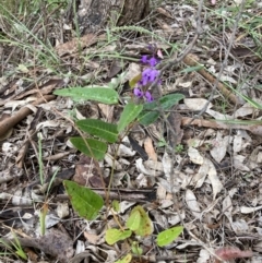 Hardenbergia violacea (False Sarsaparilla) at Murrumbateman, NSW - 9 Nov 2021 by ALCaston