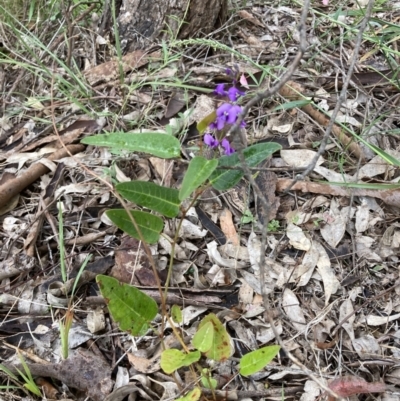 Hardenbergia violacea (False Sarsaparilla) at Murrumbateman, NSW - 9 Nov 2021 by ALCaston