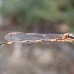 Austrolestes leda (Wandering Ringtail) at Cook, ACT - 8 Jan 2022 by drakes