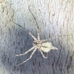 Tamopsis sp. (genus) (Two-tailed spider) at Lions Youth Haven - Westwood Farm A.C.T. - 8 Jan 2022 by HelenCross