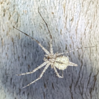 Tamopsis sp. (genus) (Two-tailed spider) at Kambah, ACT - 8 Jan 2022 by HelenCross