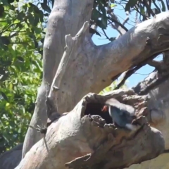 Eurystomus orientalis (Dollarbird) at Lions Youth Haven - Westwood Farm A.C.T. - 8 Jan 2022 by HelenCross