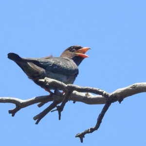 Eurystomus orientalis at Kambah, ACT - 8 Jan 2022