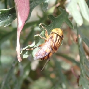 Eristalinus (genus) at Cook, ACT - 4 Jan 2022