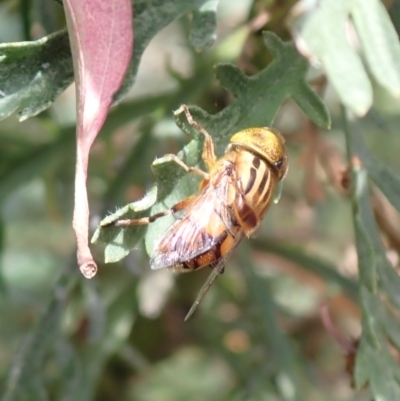 Eristalinus (genus) (A Hover Fly) at Cook, ACT - 4 Jan 2022 by drakes