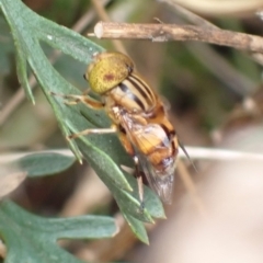 Eristalinus (genus) at Cook, ACT - 4 Jan 2022