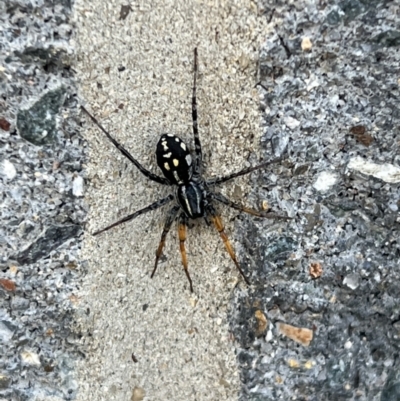 Nyssus coloripes (Spotted Ground Swift Spider) at Pialligo, ACT - 8 Jan 2022 by Ozflyfisher