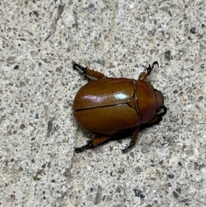 Anoplognathus montanus at Canberra Airport, ACT - 9 Jan 2022 04:48 AM