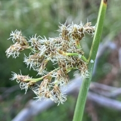 Schoenoplectus tabernaemontani (River Club-rush) at Yarralumla, ACT - 8 Jan 2022 by JaneR