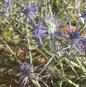 Eryngium ovinum at Yarralumla, ACT - 8 Jan 2022