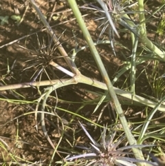 Eryngium ovinum at Yarralumla, ACT - 8 Jan 2022