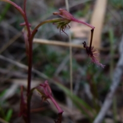 Thynninorchis huntianus (Common Elbow Orchid) by Paul4K