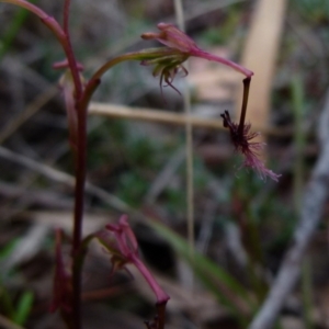 Thynninorchis huntianus at suppressed - suppressed