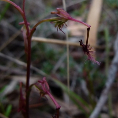 Thynninorchis huntianus (Common Elbow Orchid) at Queanbeyan West, NSW - 8 Jan 2022 by Paul4K