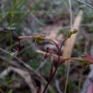 Thynninorchis huntianus at suppressed - suppressed