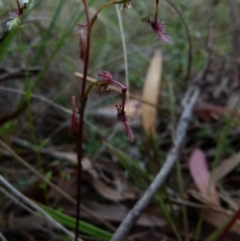 Thynninorchis huntianus at suppressed - suppressed