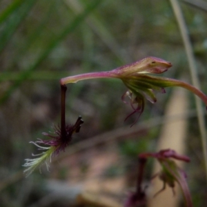 Thynninorchis huntianus at suppressed - suppressed