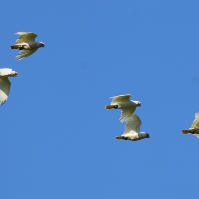 Cacatua sanguinea (Little Corella) at Candelo, NSW - 2 Jan 2022 by KylieWaldon