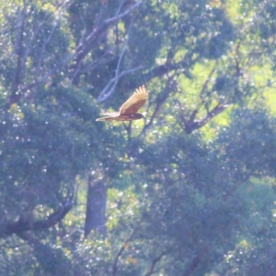 Circus approximans (Swamp Harrier) at Candelo, NSW - 2 Jan 2022 by KylieWaldon