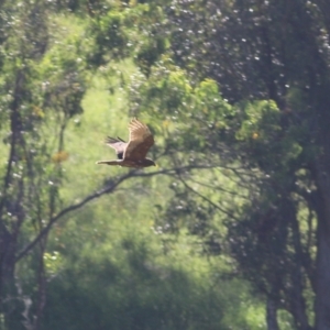 Circus approximans at Candelo, NSW - 2 Jan 2022