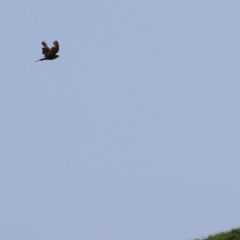 Circus approximans at Candelo, NSW - 2 Jan 2022