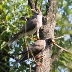 Manorina melanocephala (Noisy Miner) at Candelo, NSW - 1 Jan 2022 by KylieWaldon