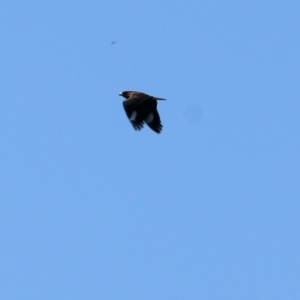 Eurystomus orientalis at Candelo, NSW - 2 Jan 2022