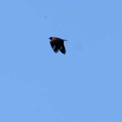 Eurystomus orientalis (Dollarbird) at Candelo, NSW - 2 Jan 2022 by KylieWaldon