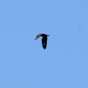 Eurystomus orientalis at Candelo, NSW - 2 Jan 2022 08:33 AM