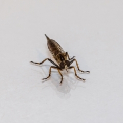 Cerdistus sp. (genus) (Yellow Slender Robber Fly) at QPRC LGA - 25 Nov 2021 by MarkT