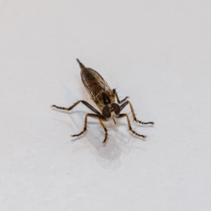 Cerdistus sp. (genus) at Jerrabomberra, NSW - suppressed