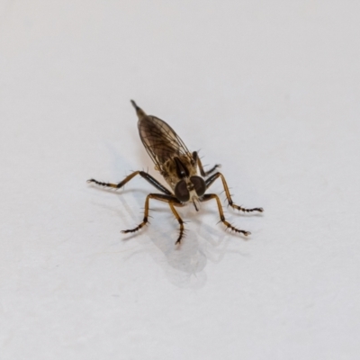 Cerdistus sp. (genus) (Yellow Slender Robber Fly) at QPRC LGA - 25 Nov 2021 by MarkT