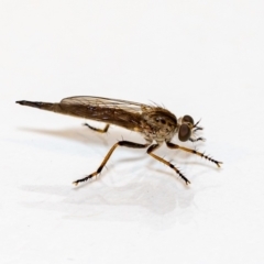 Cerdistus sp. (genus) at Jerrabomberra, NSW - suppressed